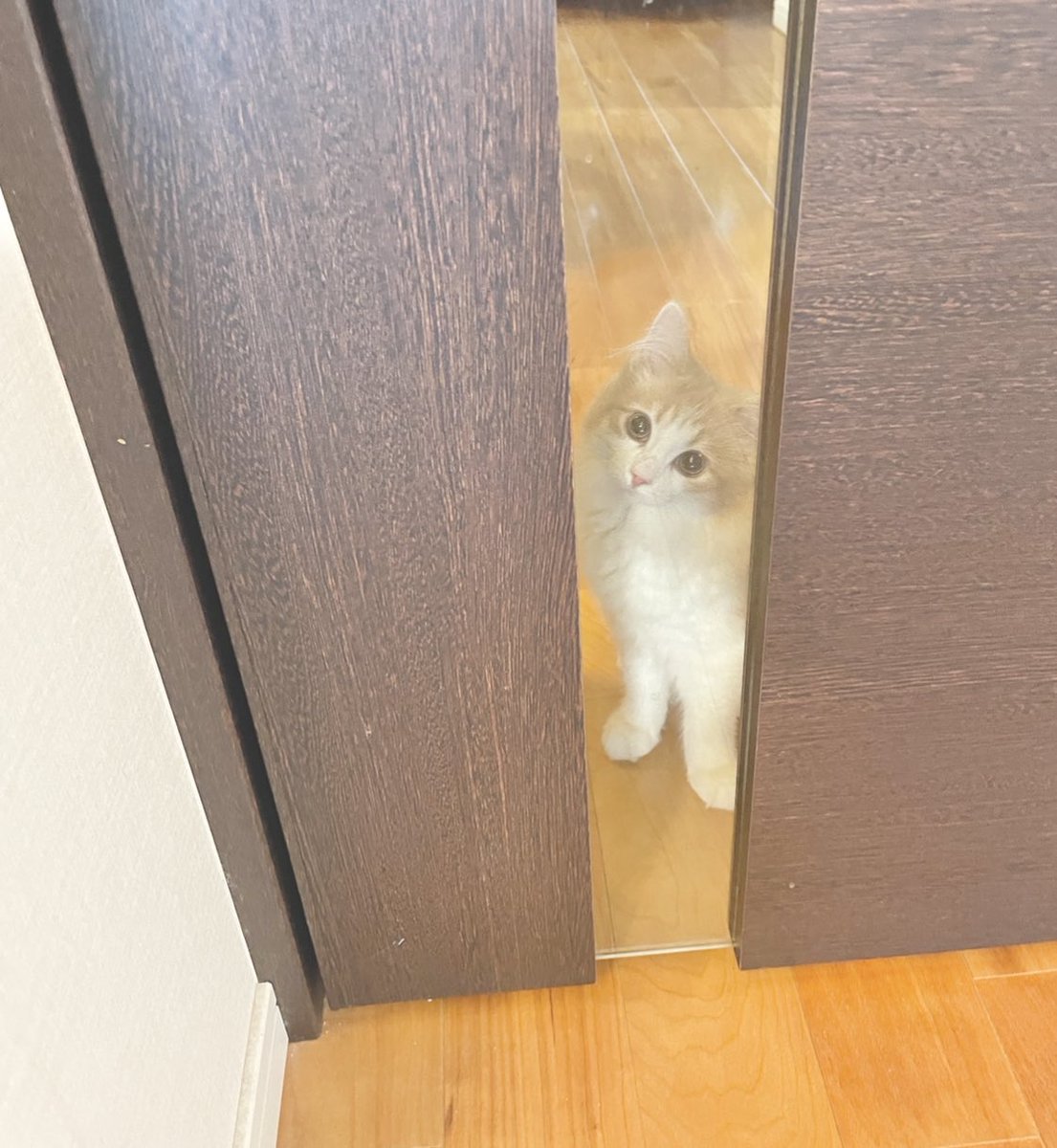 CatMarron615's tweet photo. ただいま🐱

#ノルウェージャンフォレストキャット #猫好きさんと繋がりたい #猫のいる暮らし #CatsLovers https://t.co/qGZ1RJYV84