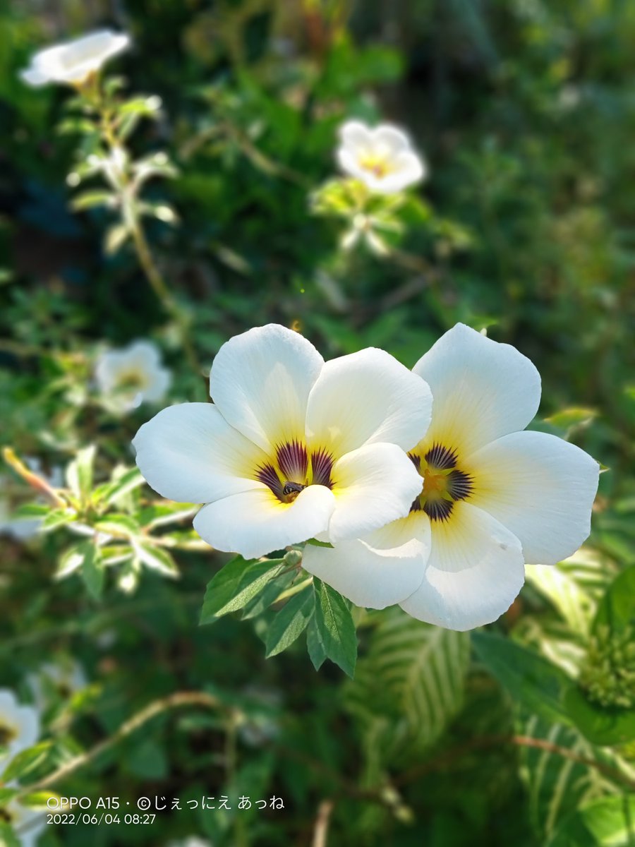ji_kwin's tweet photo. White Flower 🌼🌱
Happy Sunday everyone!🤍🌼🌱🌿

#HappySunday 
#AnnesPhotographyCollection https://t.co/TMbol7XmIB