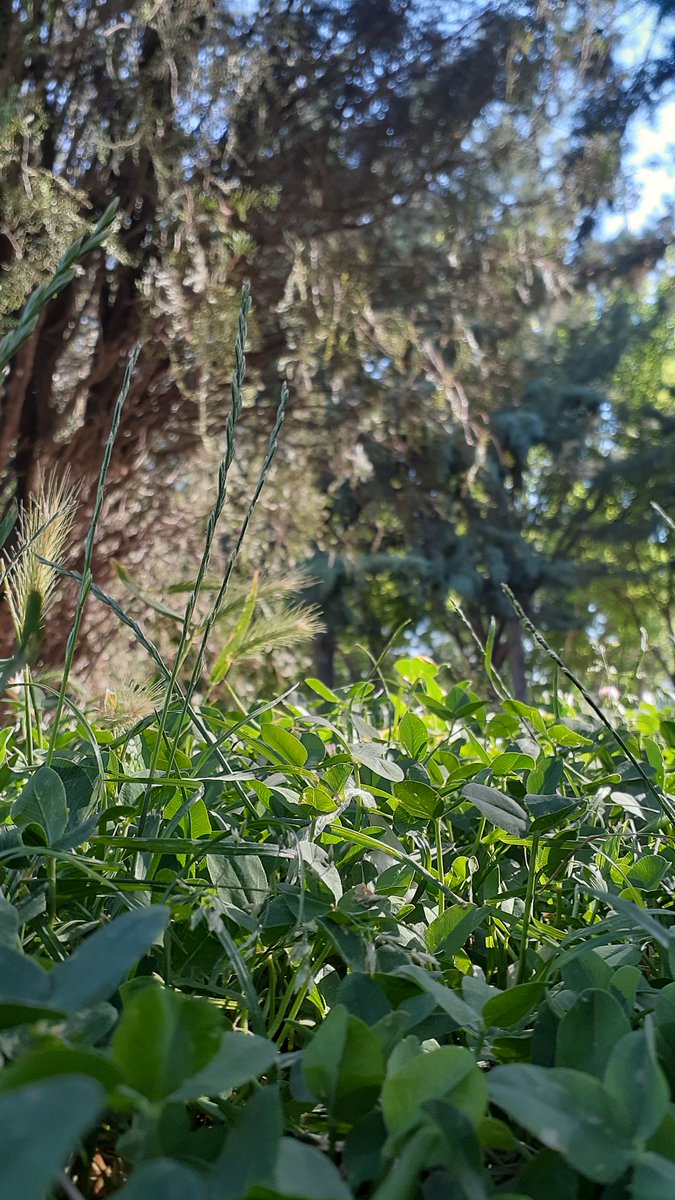 wish_anymore's tweet photo. صب بخیر اری شیا🤍🌱

@weareoneEXO 
@layzhang 
@B_hundred_Hyun https://t.co/r5d5KUtz4x