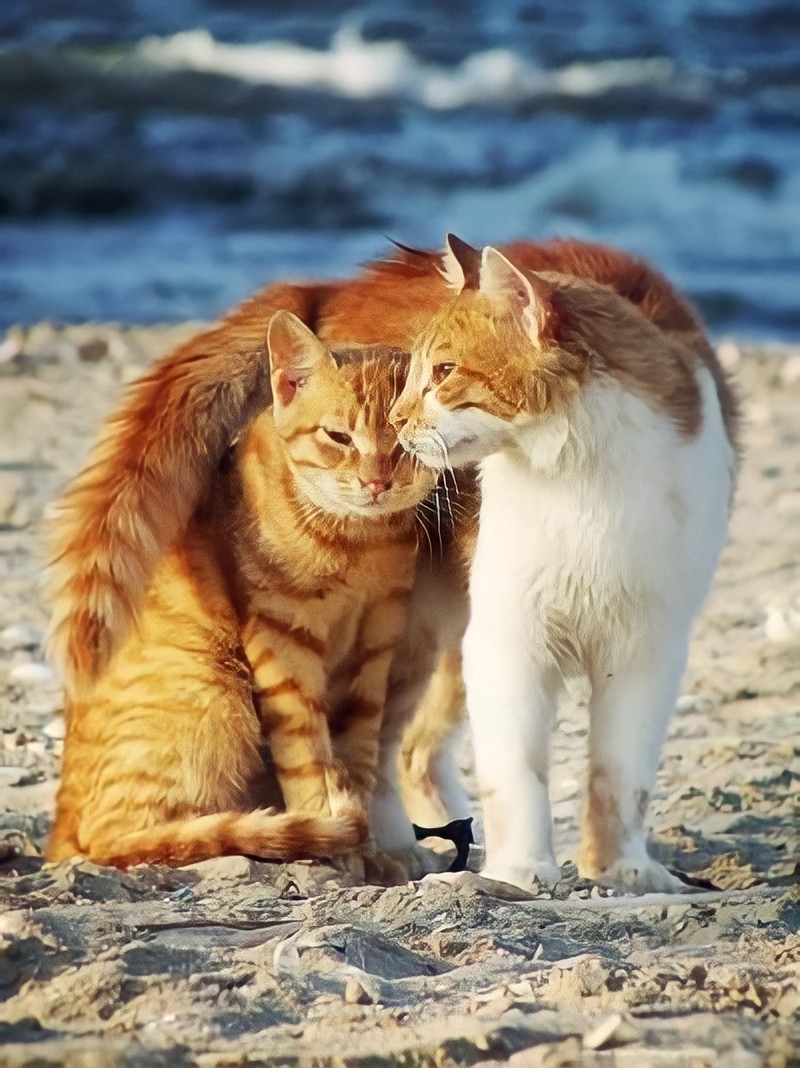 Рыжая кошка с котятами