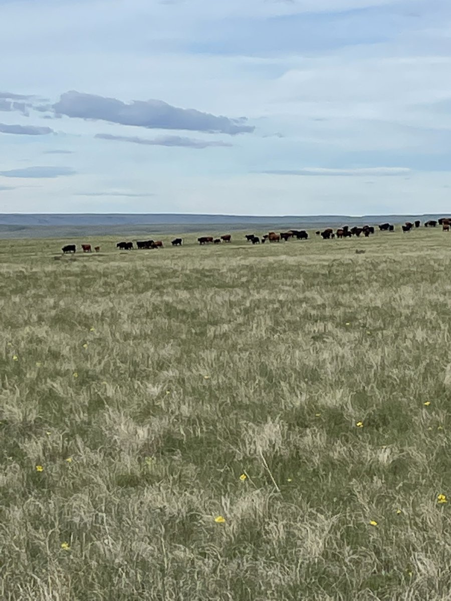craig_lehr's tweet photo. If you have never experienced the intoxicating smells, elegant sounds and stunning views of the prairie grasslands in the early morning light, you are truly missing out!
Grass is green and growing in the Cypress hills.
#happycows
#itrained
Raising @albertabeef https://t.co/MKAMXdXfdu