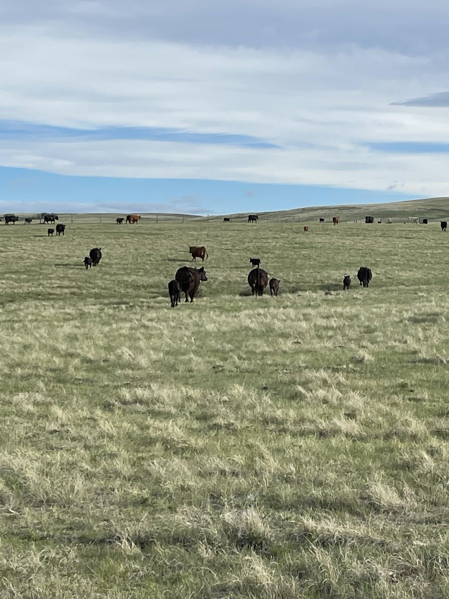 craig_lehr's tweet photo. If you have never experienced the intoxicating smells, elegant sounds and stunning views of the prairie grasslands in the early morning light, you are truly missing out!
Grass is green and growing in the Cypress hills.
#happycows
#itrained
Raising @albertabeef https://t.co/MKAMXdXfdu