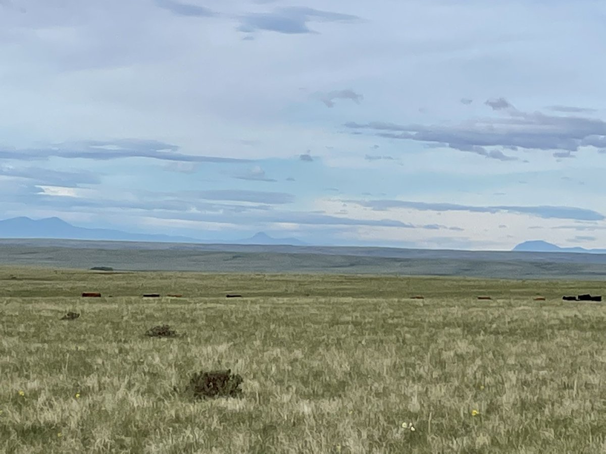 craig_lehr's tweet photo. If you have never experienced the intoxicating smells, elegant sounds and stunning views of the prairie grasslands in the early morning light, you are truly missing out!
Grass is green and growing in the Cypress hills.
#happycows
#itrained
Raising @albertabeef https://t.co/MKAMXdXfdu