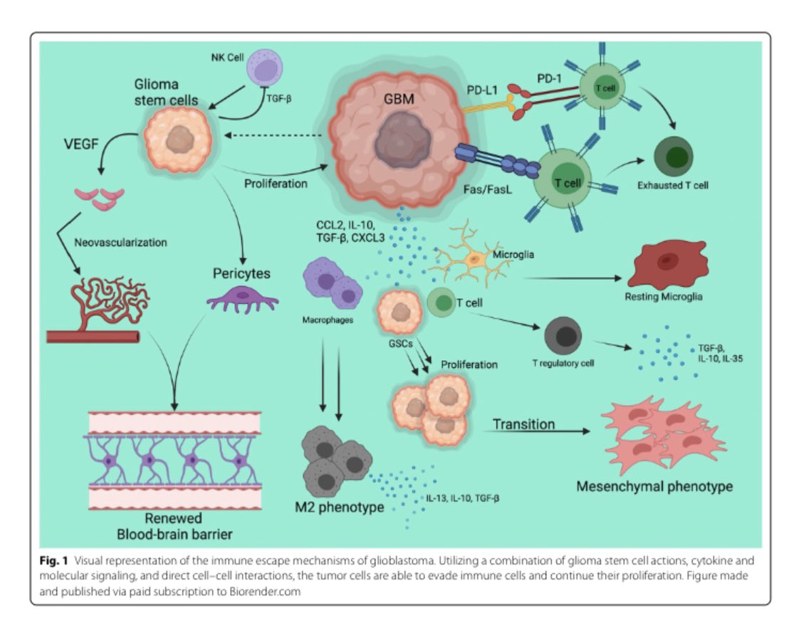 Zihai's tweet photo. Congrats to @DanKreatsoulas @chelsea_bolyard and others for providing a comprehensive review on immunotherapy of GBM. https://t.co/aqiJ30T3Gg https://t.co/q28YGwuIGf