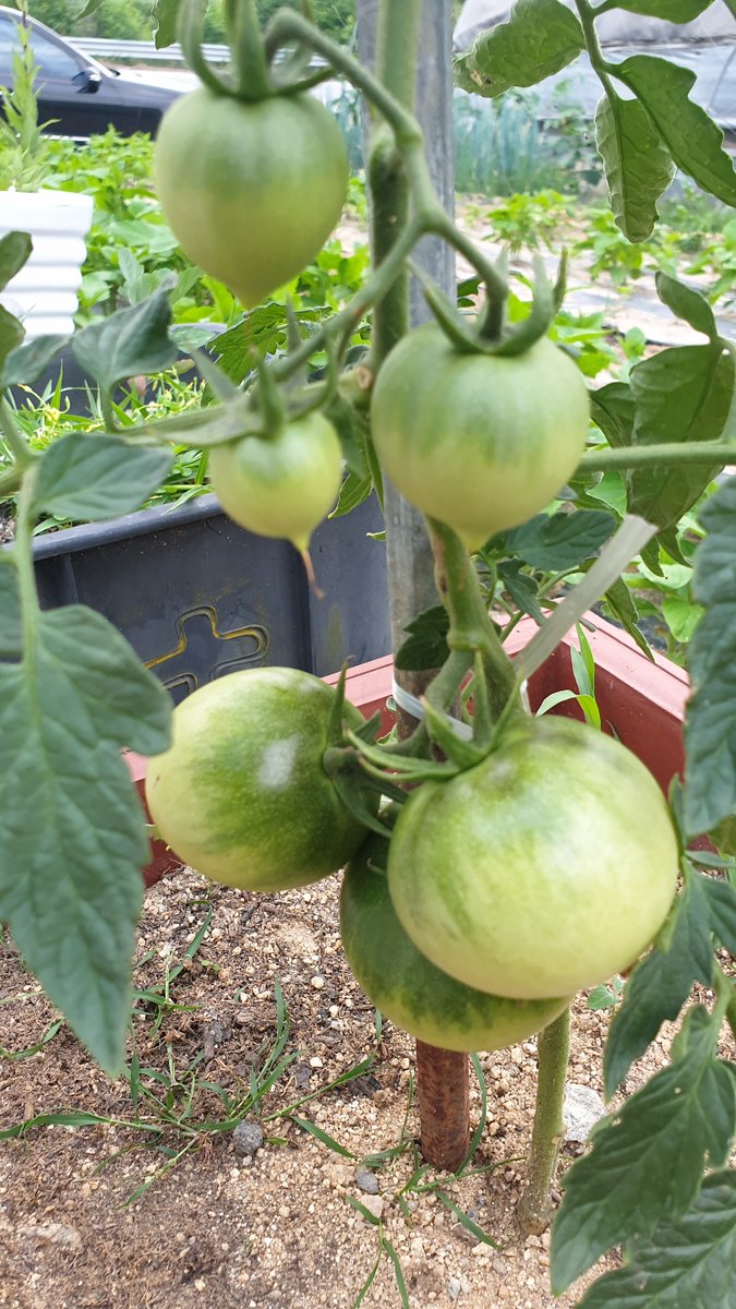 sizz0505's tweet photo. まだ太陽の味ができる前のトマト！🍅

驚いたことに3種類のトマトでした!!!🤣 https://t.co/XLwTgCfOBO