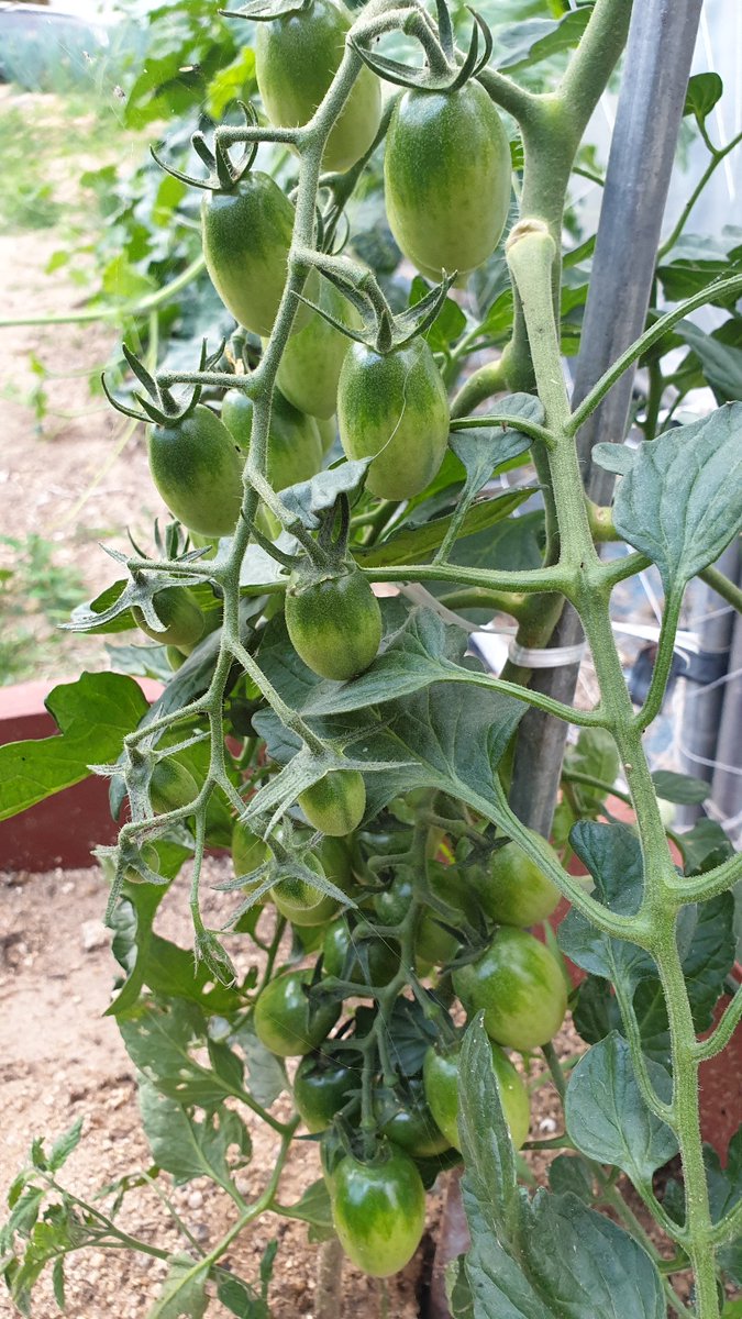sizz0505's tweet photo. まだ太陽の味ができる前のトマト！🍅

驚いたことに3種類のトマトでした!!!🤣 https://t.co/XLwTgCfOBO