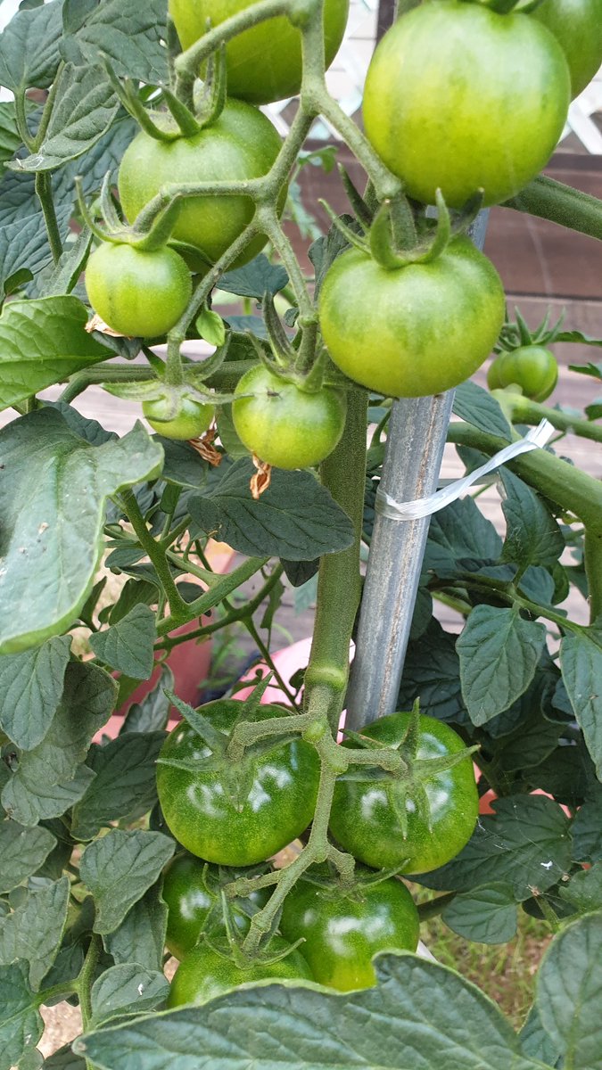 sizz0505's tweet photo. まだ太陽の味ができる前のトマト！🍅

驚いたことに3種類のトマトでした!!!🤣 https://t.co/XLwTgCfOBO