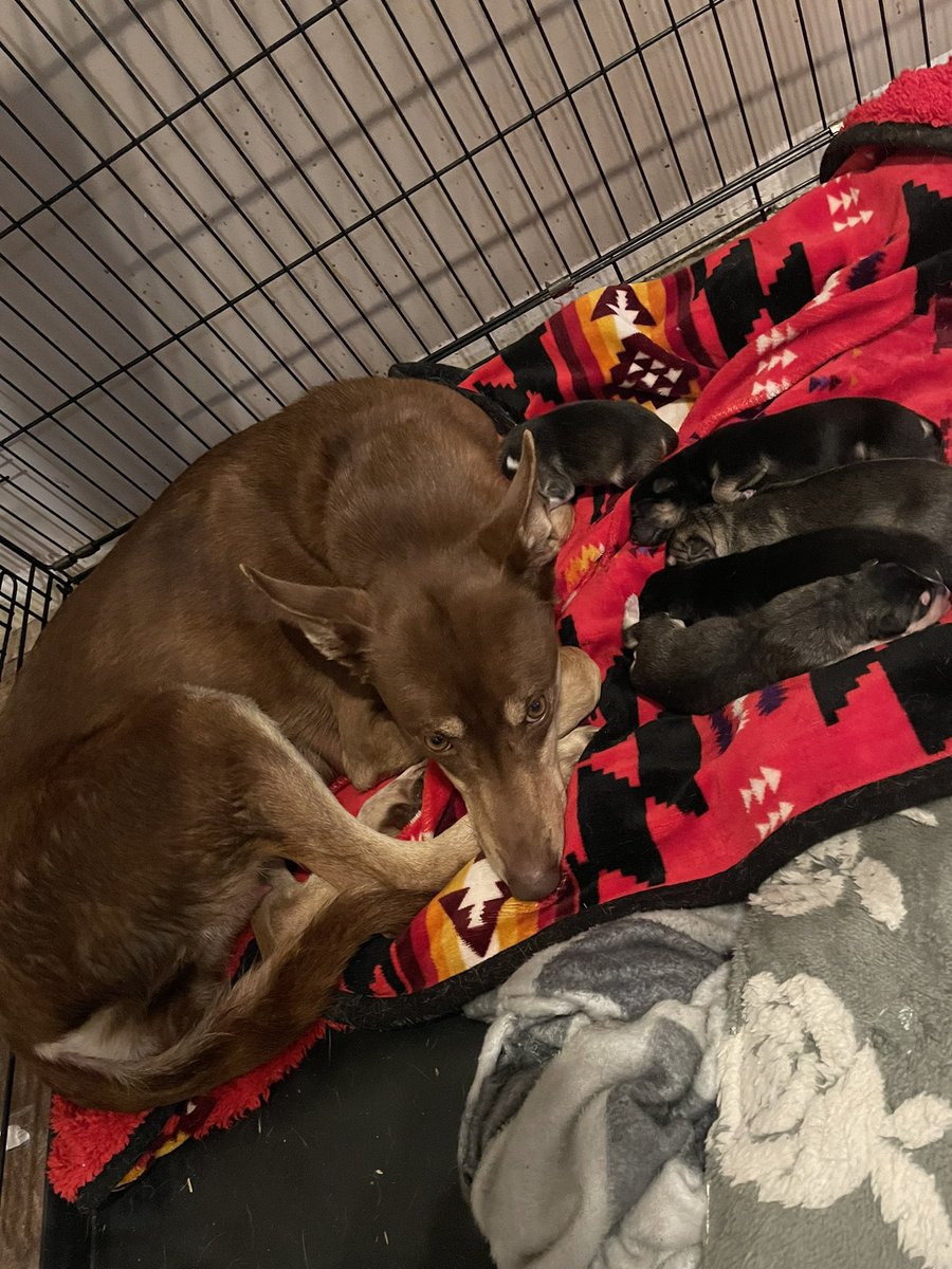 Garrick Schmidt tweet media