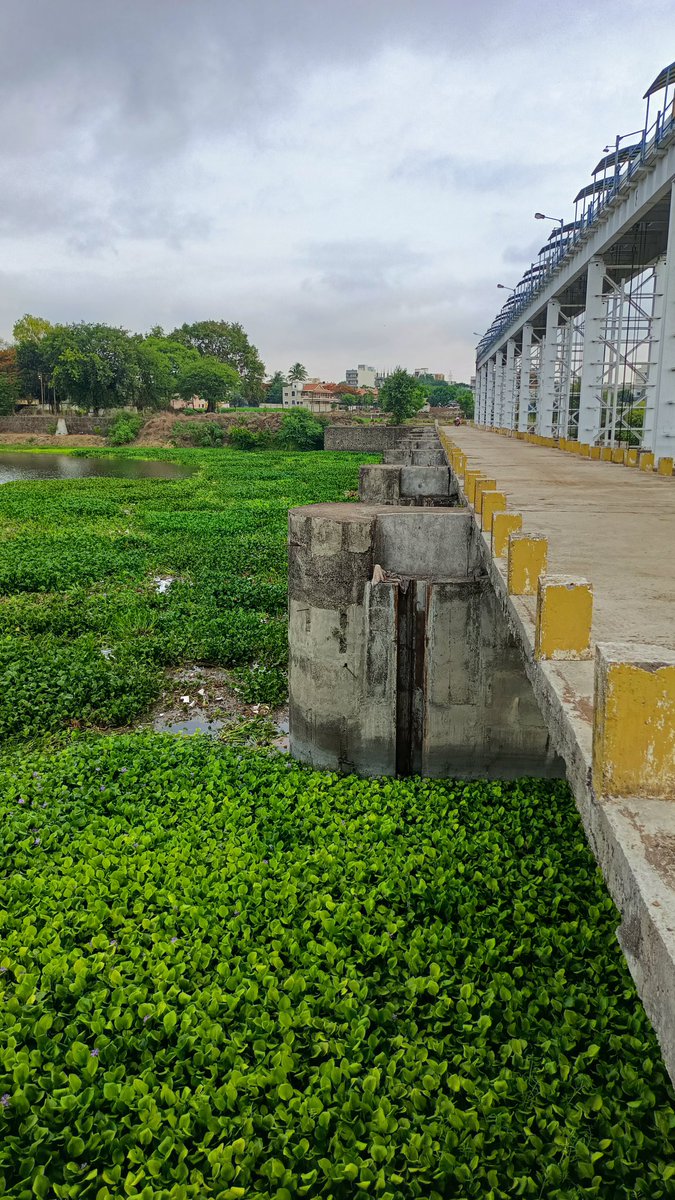 sachind85's tweet photo. Water hyacinth/ Jalparni growing fastly and polluting river ecosystem #Darna, scene near Darna Dam, Chehedi Pumping. @my_nmc please take appropriate action @devangjaani @mpcb_official @InfoNashik @NashikCorp #jalsampada #saveriver #savewater #nashik #riverconservation https://t.co/UlZMNBONLu