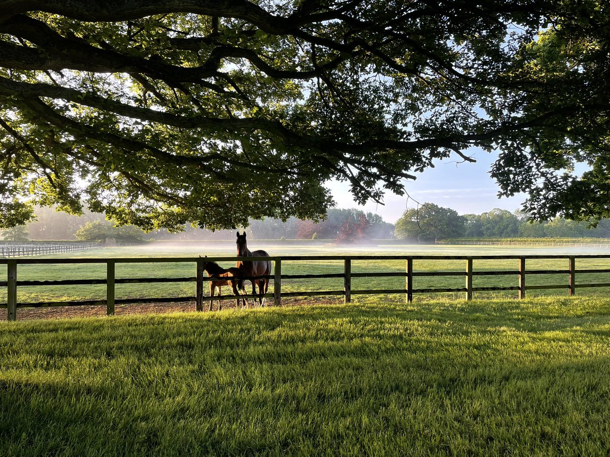 Marston Stud tweet media