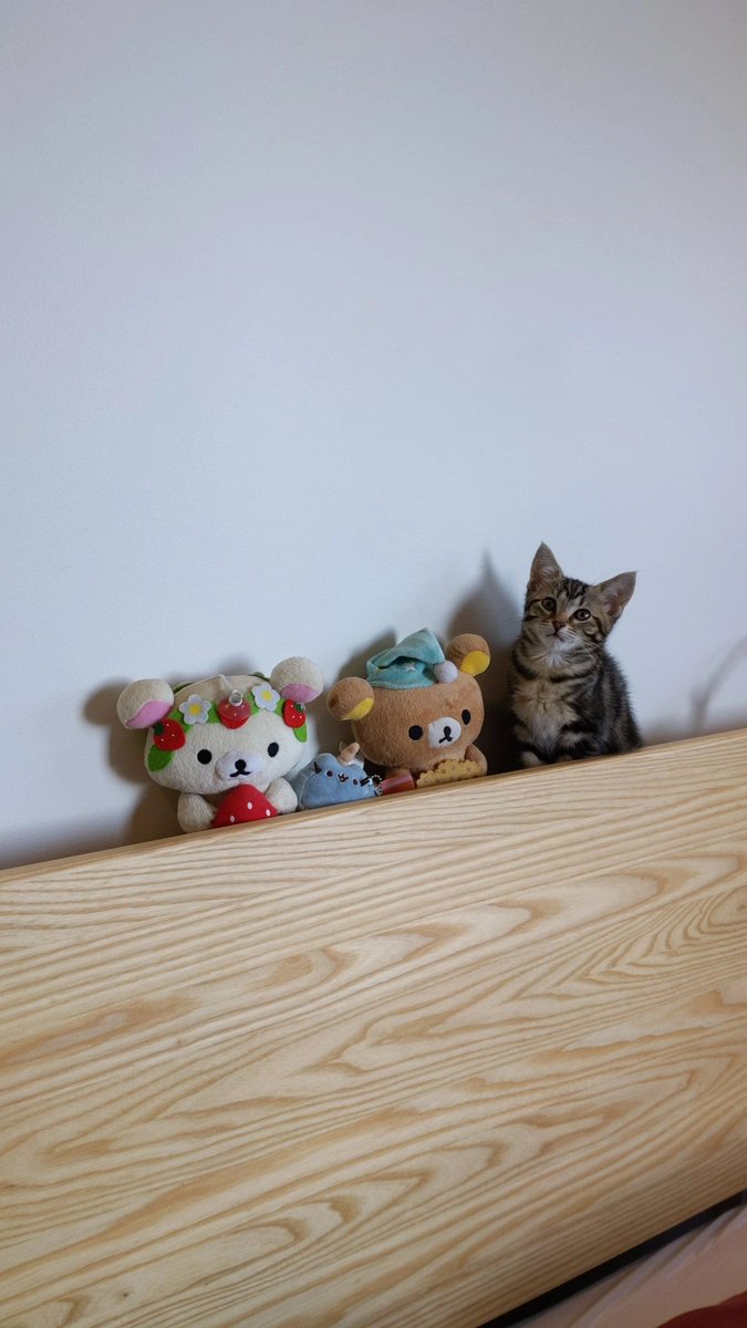 s0ybeancake's tweet photo. i'm a cat mom now, meet baby Isa 🥺💕 https://t.co/1H6Al2JpVR
