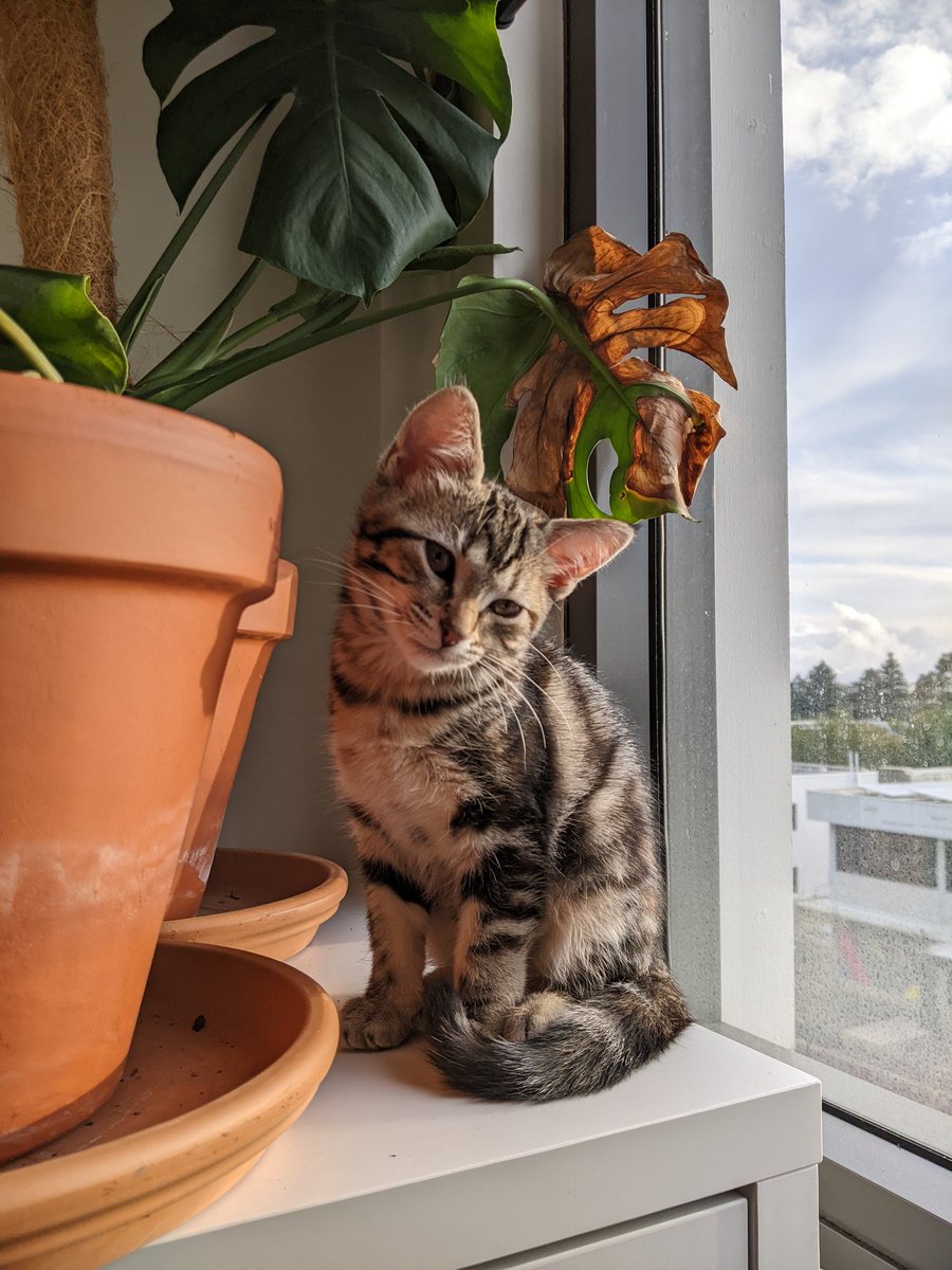 s0ybeancake's tweet photo. i'm a cat mom now, meet baby Isa 🥺💕 https://t.co/1H6Al2JpVR