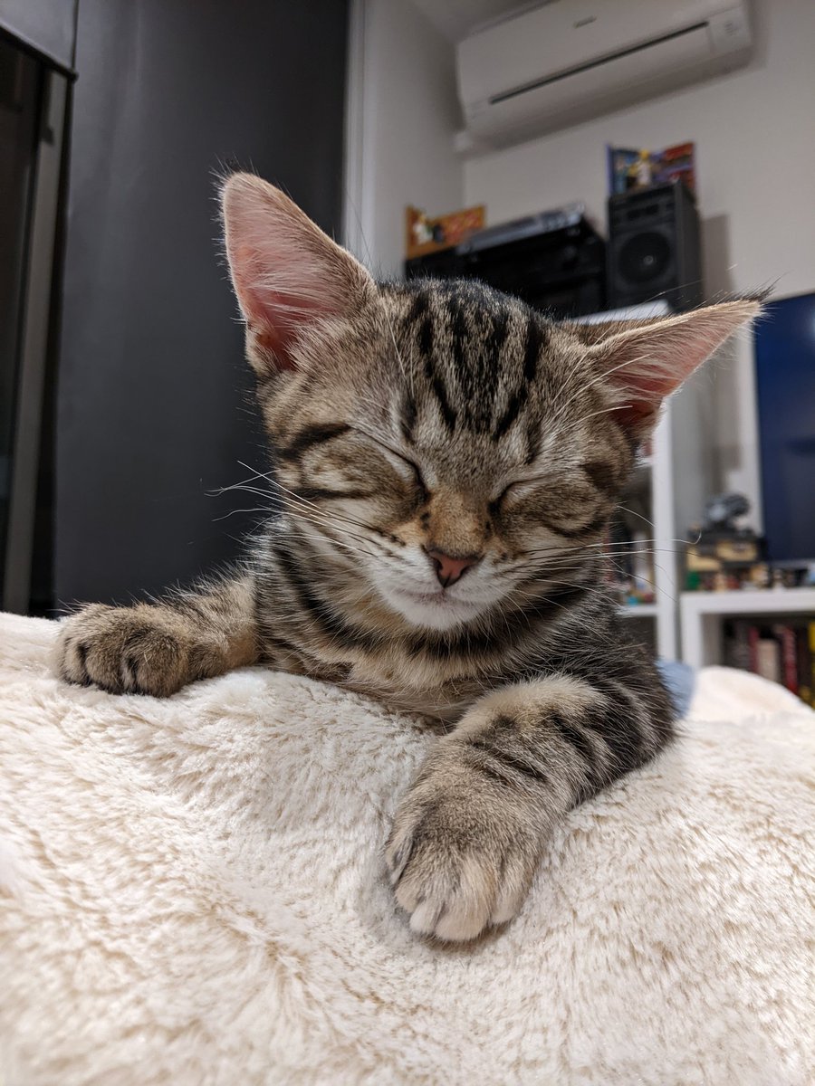 s0ybeancake's tweet photo. i'm a cat mom now, meet baby Isa 🥺💕 https://t.co/1H6Al2JpVR