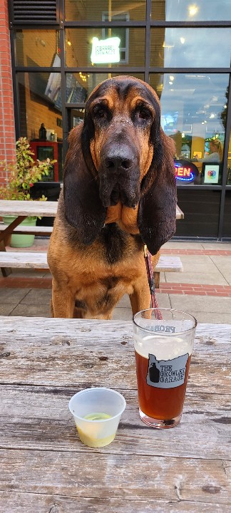 K9Otis's tweet photo. #ForestGrove https://t.co/TuuxkhjZWI