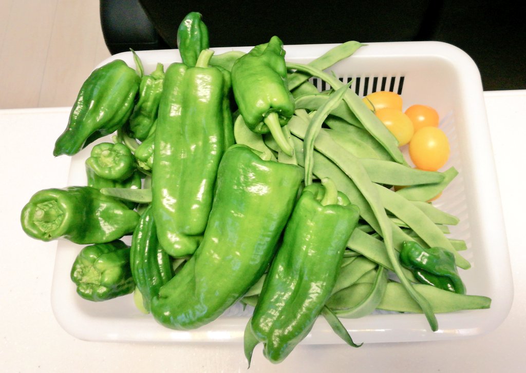 KFONDIY's tweet photo. Pesticide-free vegetables harvested in the garden https://t.co/mvNmJRl6zG