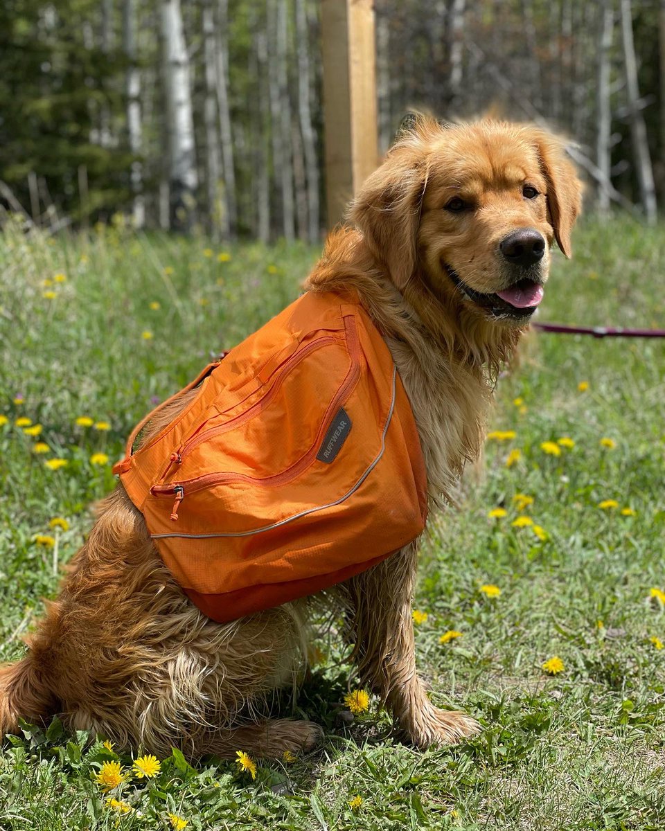 btadventures0's tweet photo. Awesome hike around Troll Falls today! #trollfalls #hike #hikealberta #hikingwithchildren #dogswhohike #adventuredog #toddlerswhohike #blog #blogger #ckd #dogsoftwitter #toddlerlife #toddlersoftwitter #goldenretriever #alberta https://t.co/n4ixv46mCE