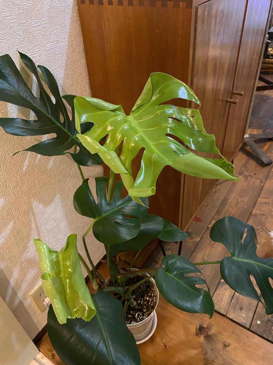 c_antiques's tweet photo. 開いてきました🌱 https://t.co/eb8xV6ajry