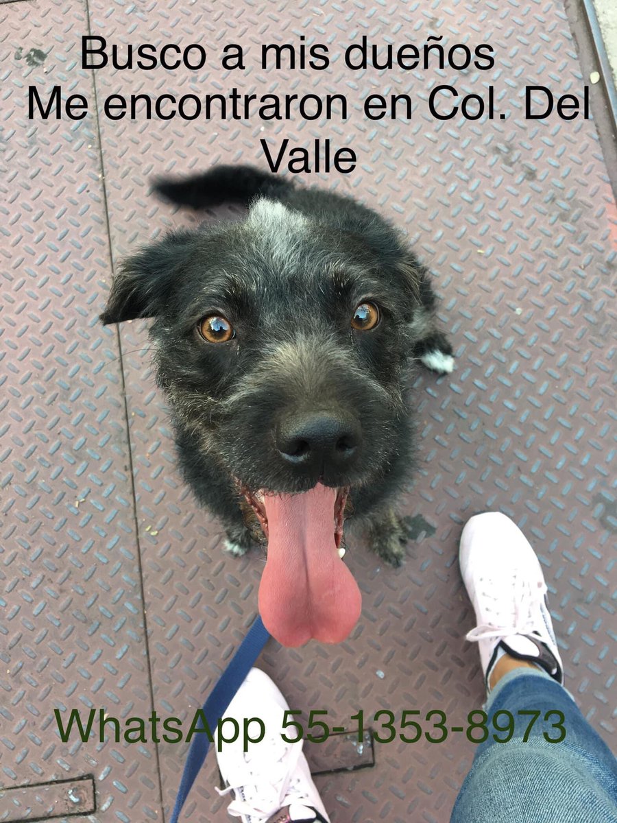 tanpegp's tweet photo. @PrrosPerdidosMX RT https://t.co/39rco51AC0