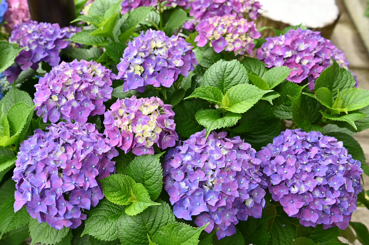 梅雨空に映える花といえばアジサイ 紫陽花 です アジサイは土壌の酸性度によって色が変わります 土壌が酸性であれば青系に アル 22 06 12 東京大神宮