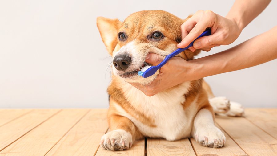犬のチョコレート中毒 舐めたり少量なら大丈夫なのかを解説
