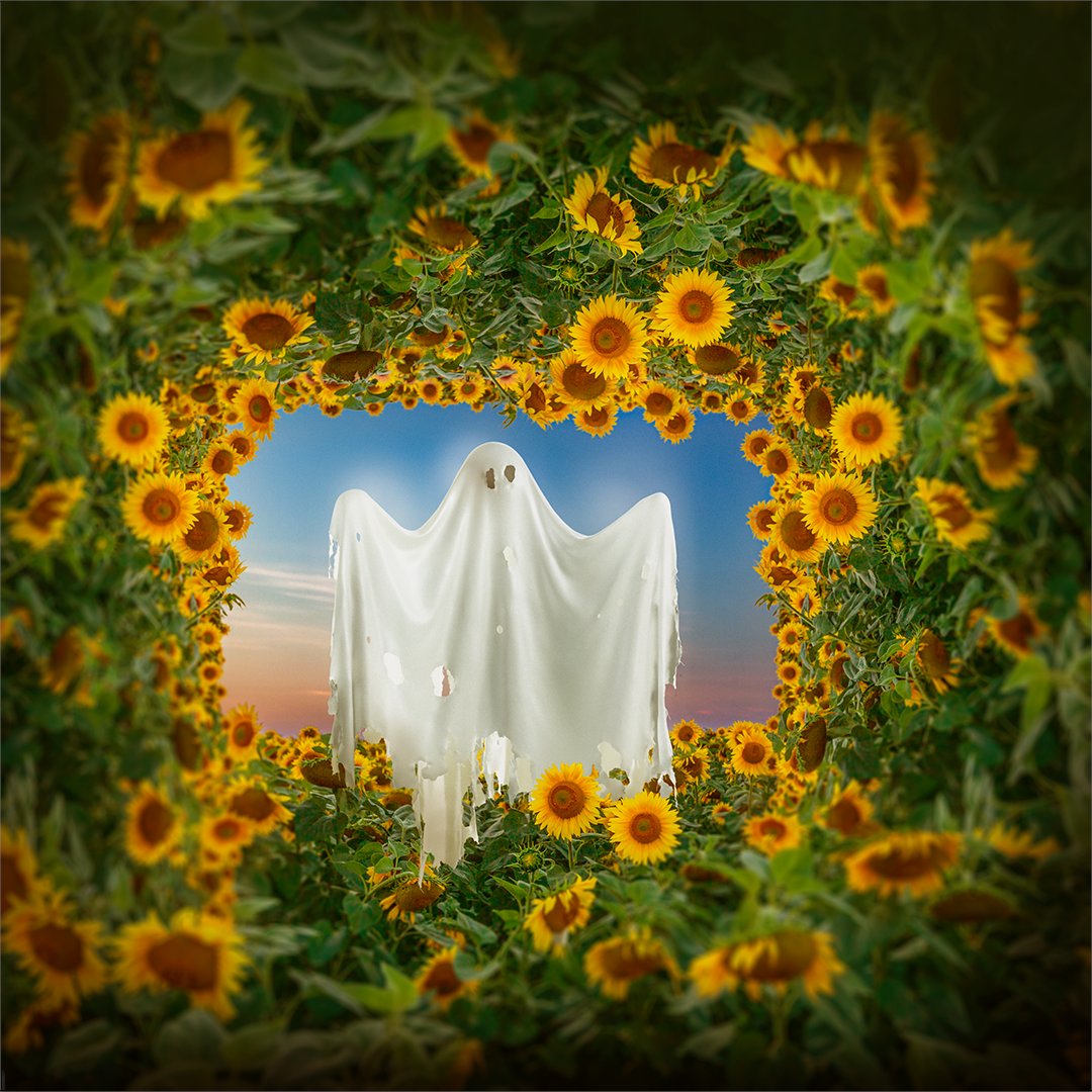 Cam_Grants's tweet photo. sunflower ghost https://t.co/dCPFCMoSgT