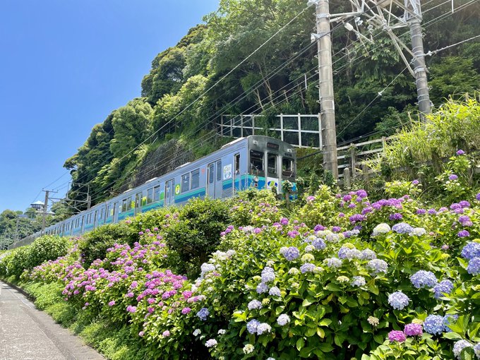 熱海の下多賀小山地区、伊豆多賀駅～網代駅間にある「アジサイ街道」に咲いている紫陽花を見て来ました。ぴかりに連れられて、て