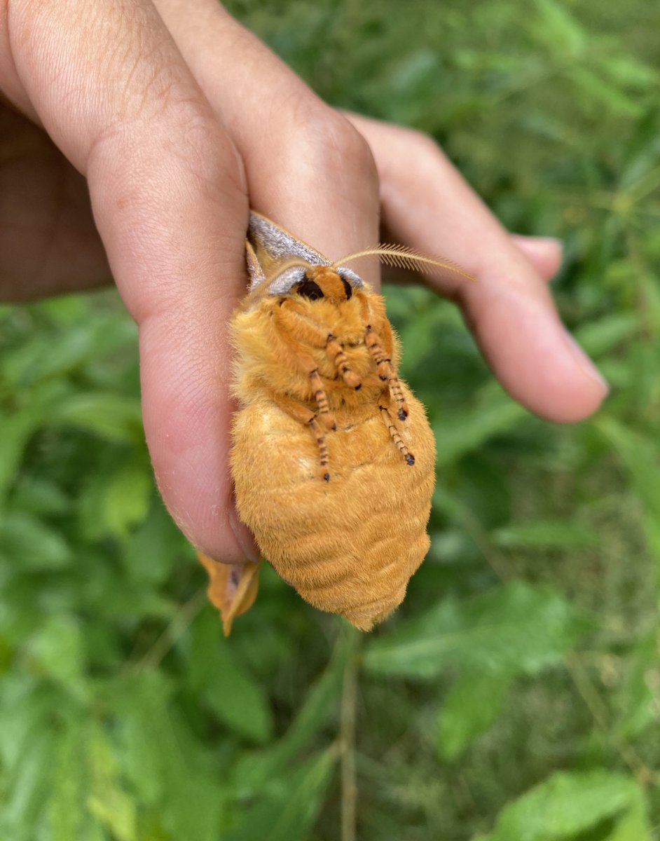 タグ 蛾は可愛いぞ の注目ツイート メガとんトラック