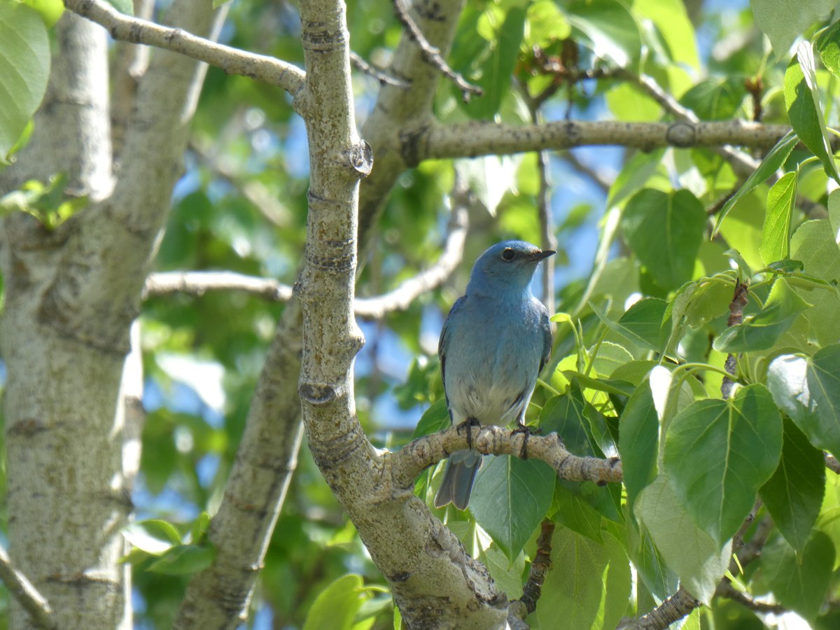dinojonrox's tweet photo. 1/5 My daughter and I had a lovely time today with @BluebirdSociety members checking nesting boxes near Cremona, Alberta. Lots of #bluebird and #tree_swallow nests plus a few surprises https://t.co/JG8lskp1Hg