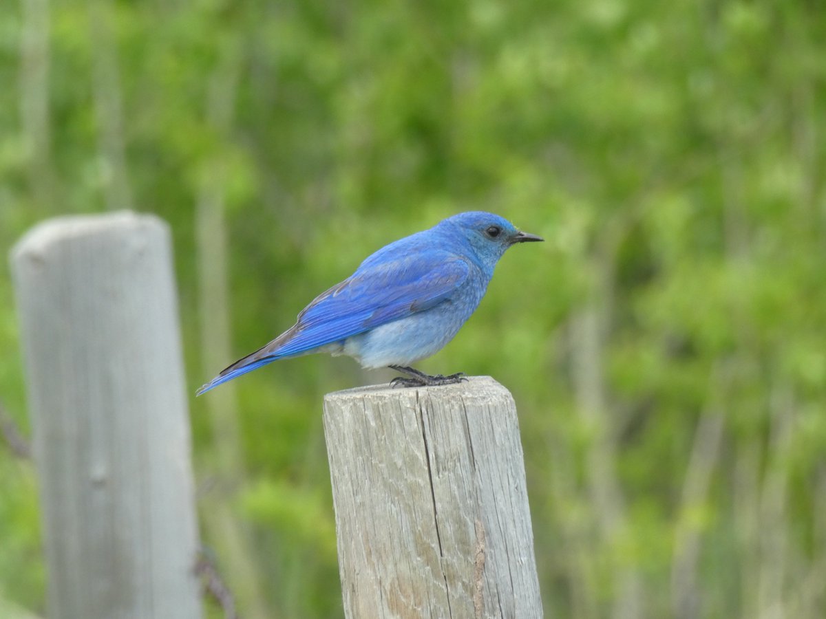 dinojonrox's tweet photo. 1/5 My daughter and I had a lovely time today with @BluebirdSociety members checking nesting boxes near Cremona, Alberta. Lots of #bluebird and #tree_swallow nests plus a few surprises https://t.co/JG8lskp1Hg