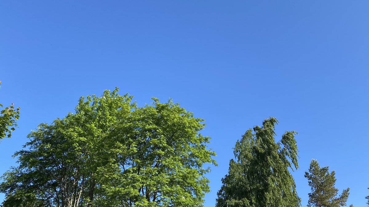 katjajrasanen's tweet photo. 88 🇺🇦- blue sky, tree tops fluttering in the wind - 
Sound: Fieldfare
Sight: Great tit
- increasingly sounds of fledgling-parent communication (mostly fieldfares for now) entering the soundscape, willow warblers singing in the back #FirstOfTheDay #birds #hope #PeaceforUkraine https://t.co/sBCQVIXizy