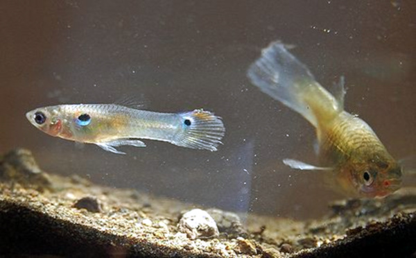 AnimBehSociety's tweet photo. "Los peces criados solos mostraron niveles más altos de inhibición del comportamiento en una tarea de forrajeo comparado con los peces criados por parejas o en grupo " #plasticidad #guppy 
 
link del artículo: https://t.co/8M5UJ4kWCG https://t.co/Z9aHFQVqtq