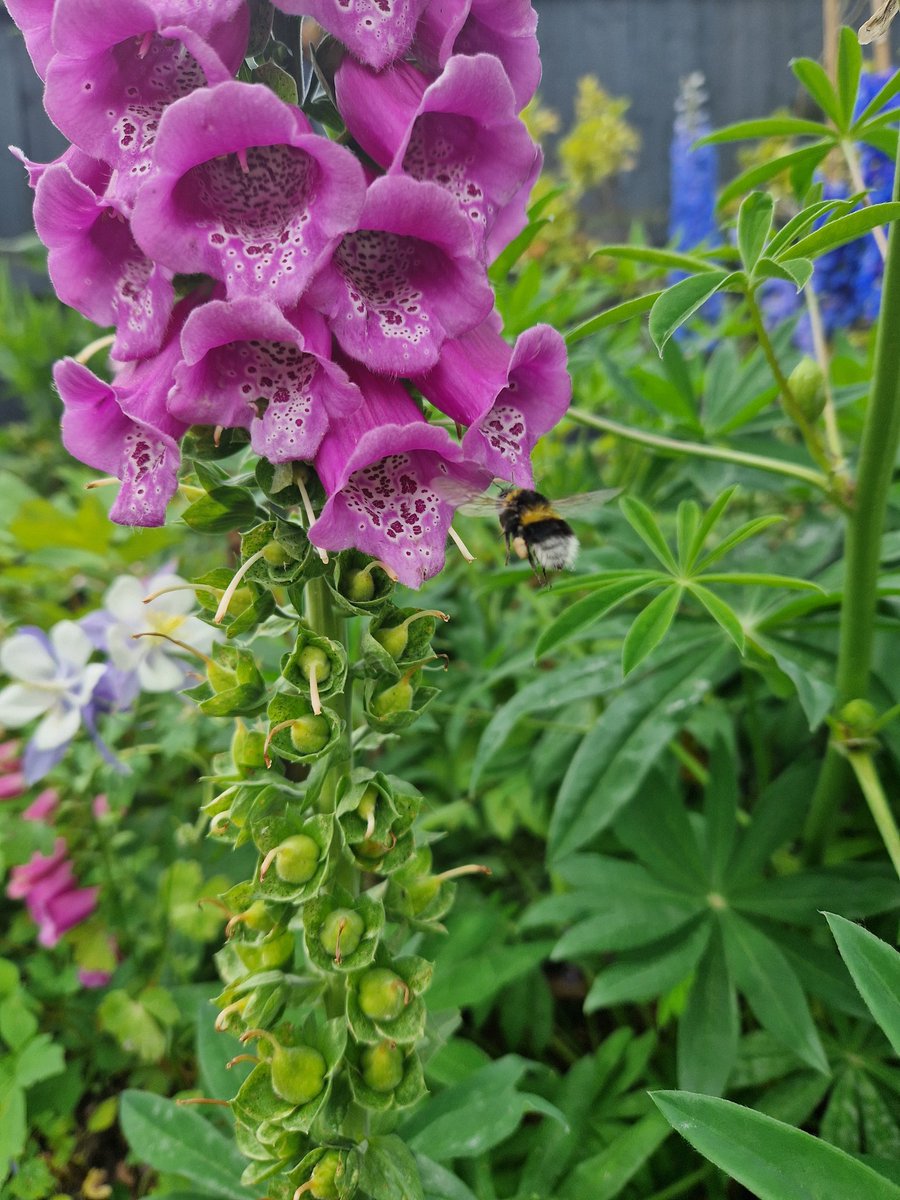 emlfen's tweet photo. Sunday brunch for a bee in @JohnFen1's garden 😍🌸 https://t.co/MTICwPNu2i