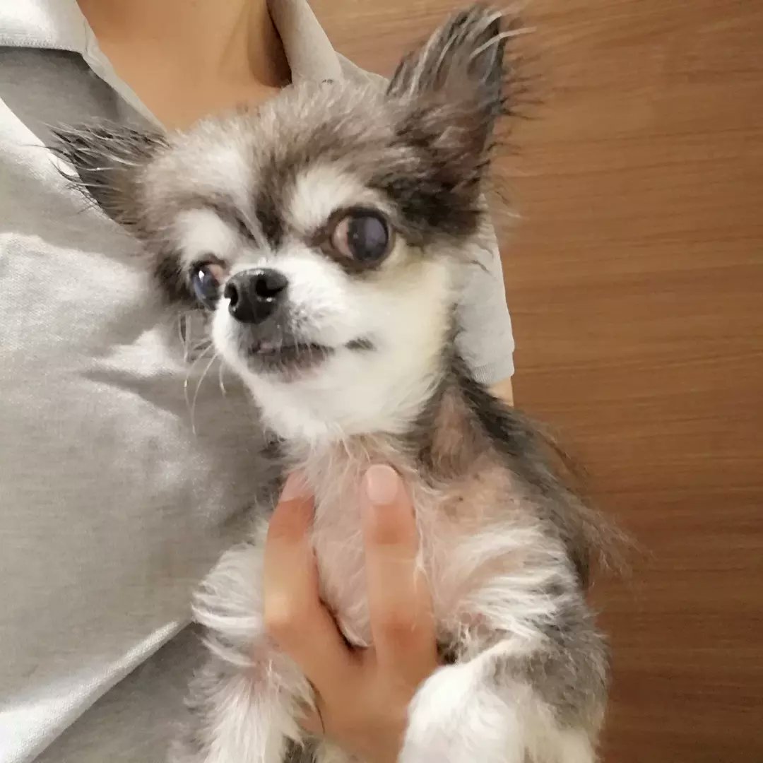 アグリドッグレスキュー Twitter Search Twitter