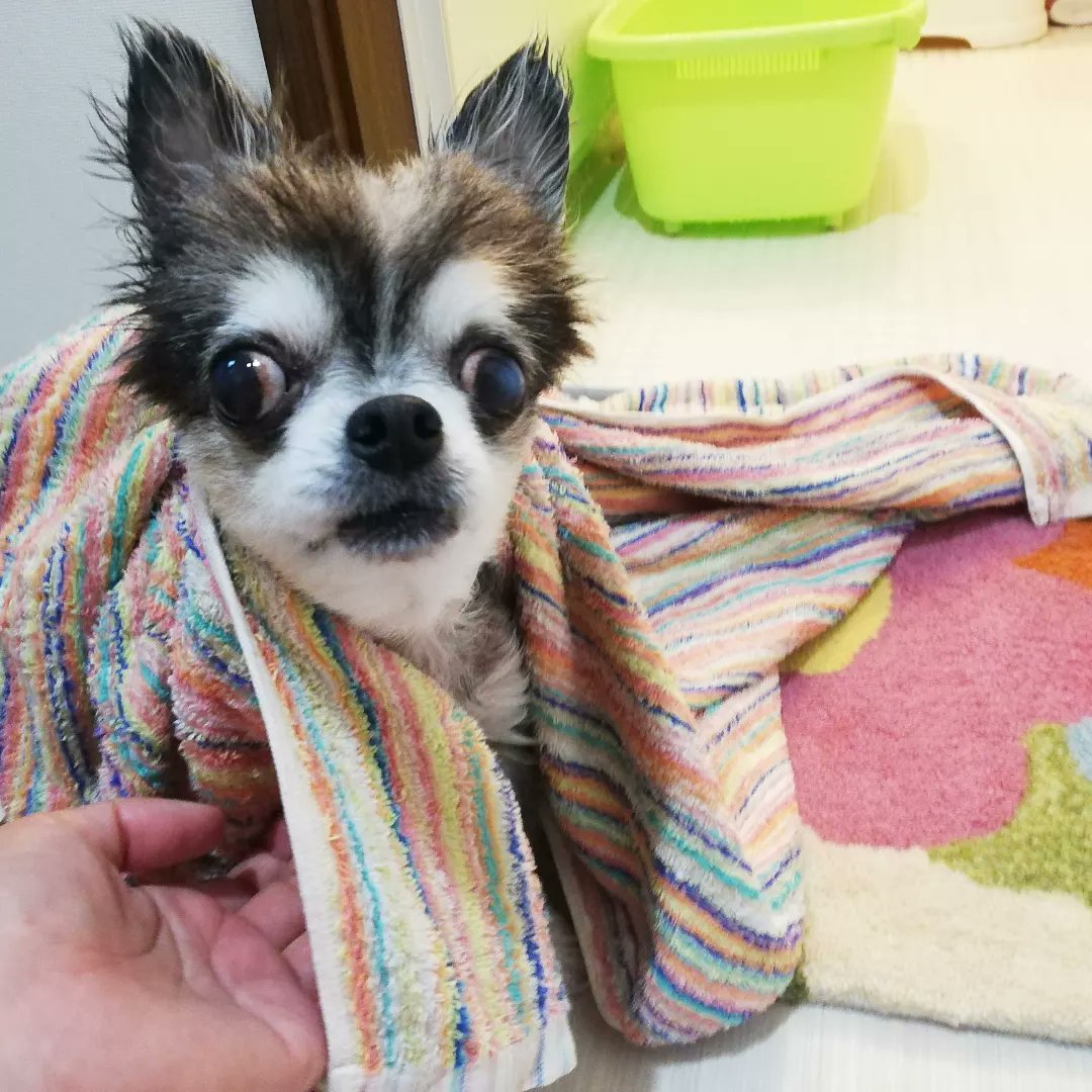 アグリドッグレスキュー Twitter Search Twitter