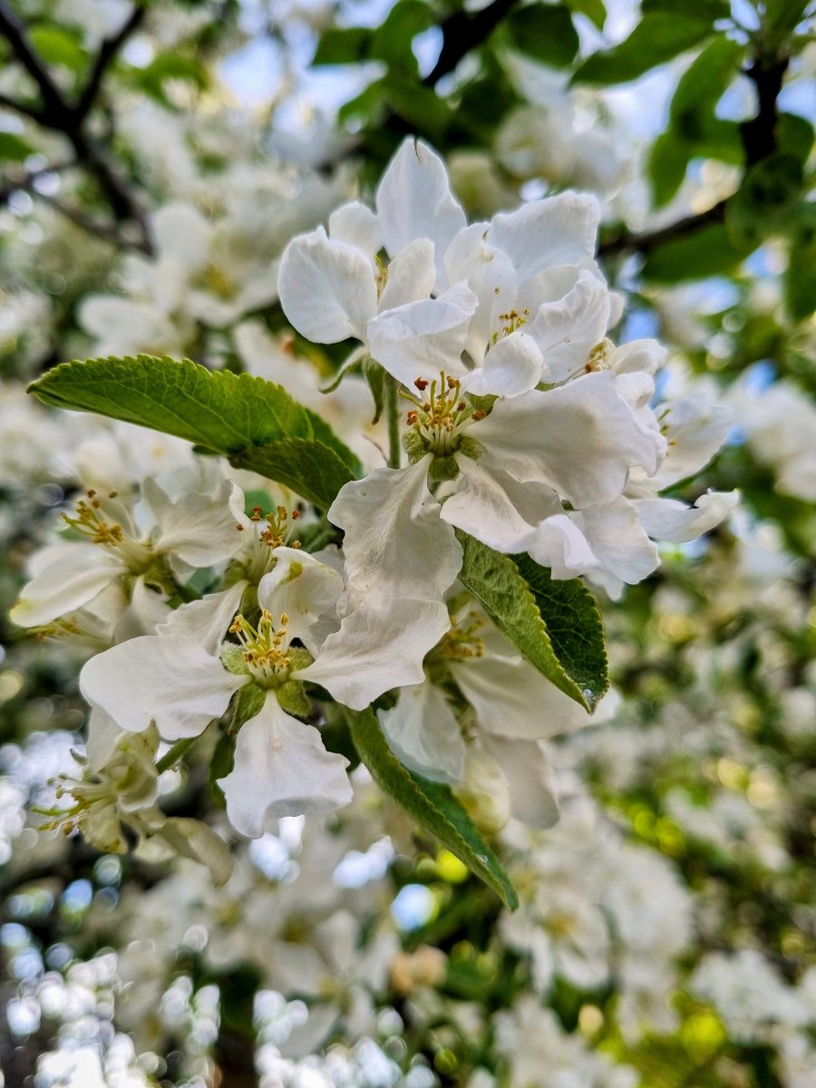 Chef Randhir Tiwari tweet media