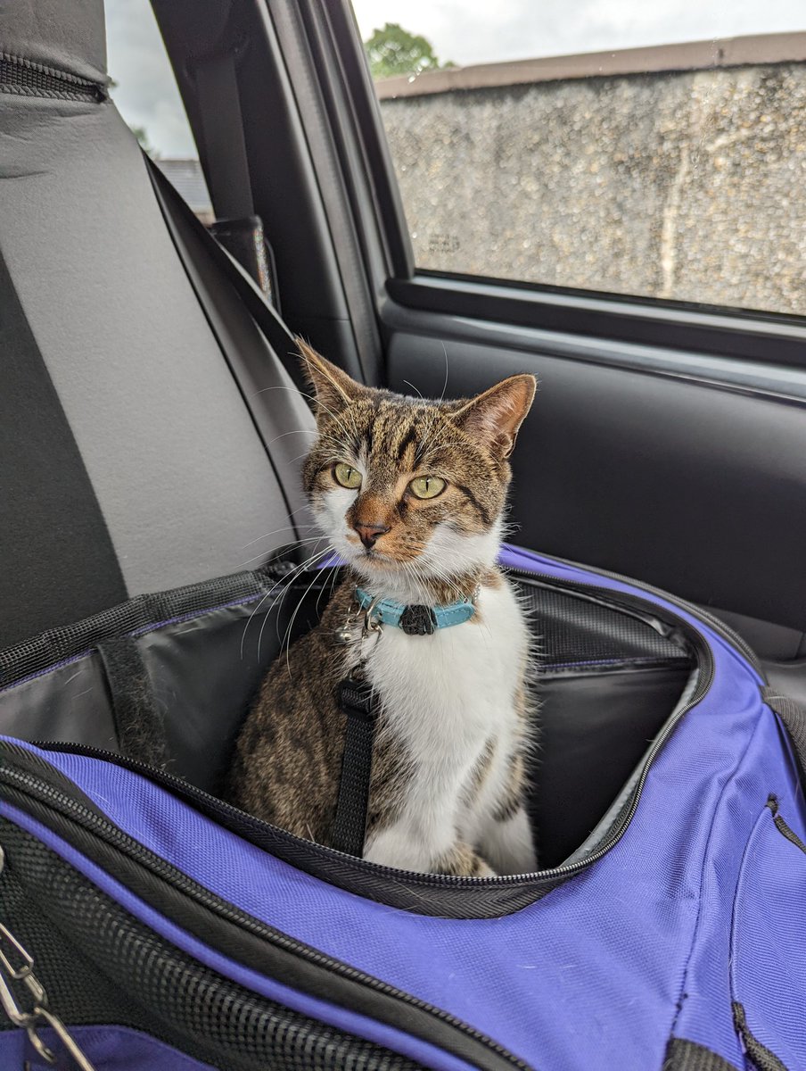 onlyhazel's tweet photo. Don't mind me...
Just chilling in my car seat 😁
#chilling #carseat #catcar #CatsOfTwitter #CatsOnTwitter #cats #Cat #catslife #catsrule https://t.co/MWpptK7e3o