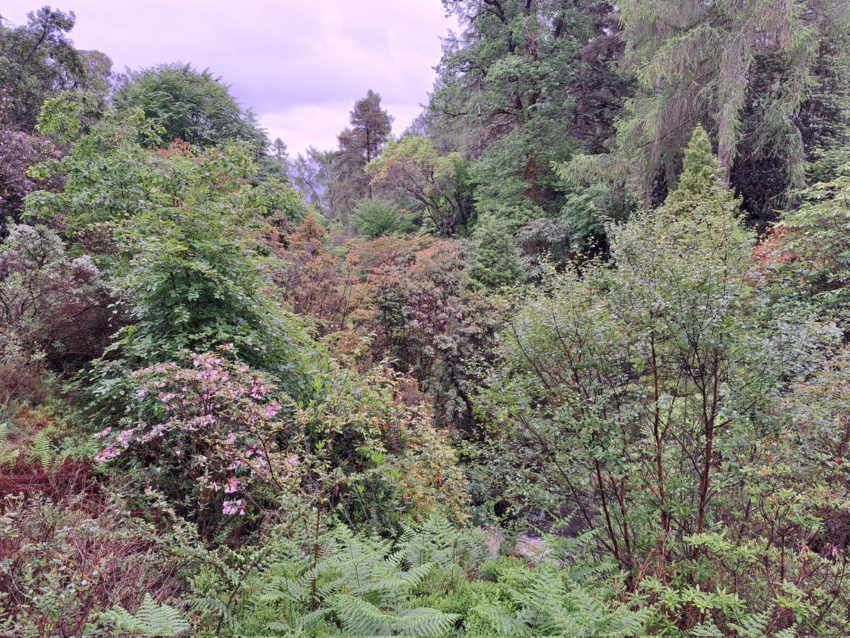 DKnott8's tweet photo. Visited @NTS_SHG @N_T_S #Crarae #Himalayan Glen in #Argyll rain yesterday. Interesting to see the historic links with @Dawyck and a fine #Cunninghamia possibly an original EH Wilson collection #GardenHistory https://t.co/ScgwuCqxw8