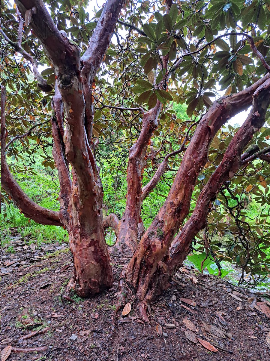 DKnott8's tweet photo. Visited @NTS_SHG @N_T_S #Crarae #Himalayan Glen in #Argyll rain yesterday. Interesting to see the historic links with @Dawyck and a fine #Cunninghamia possibly an original EH Wilson collection #GardenHistory https://t.co/ScgwuCqxw8