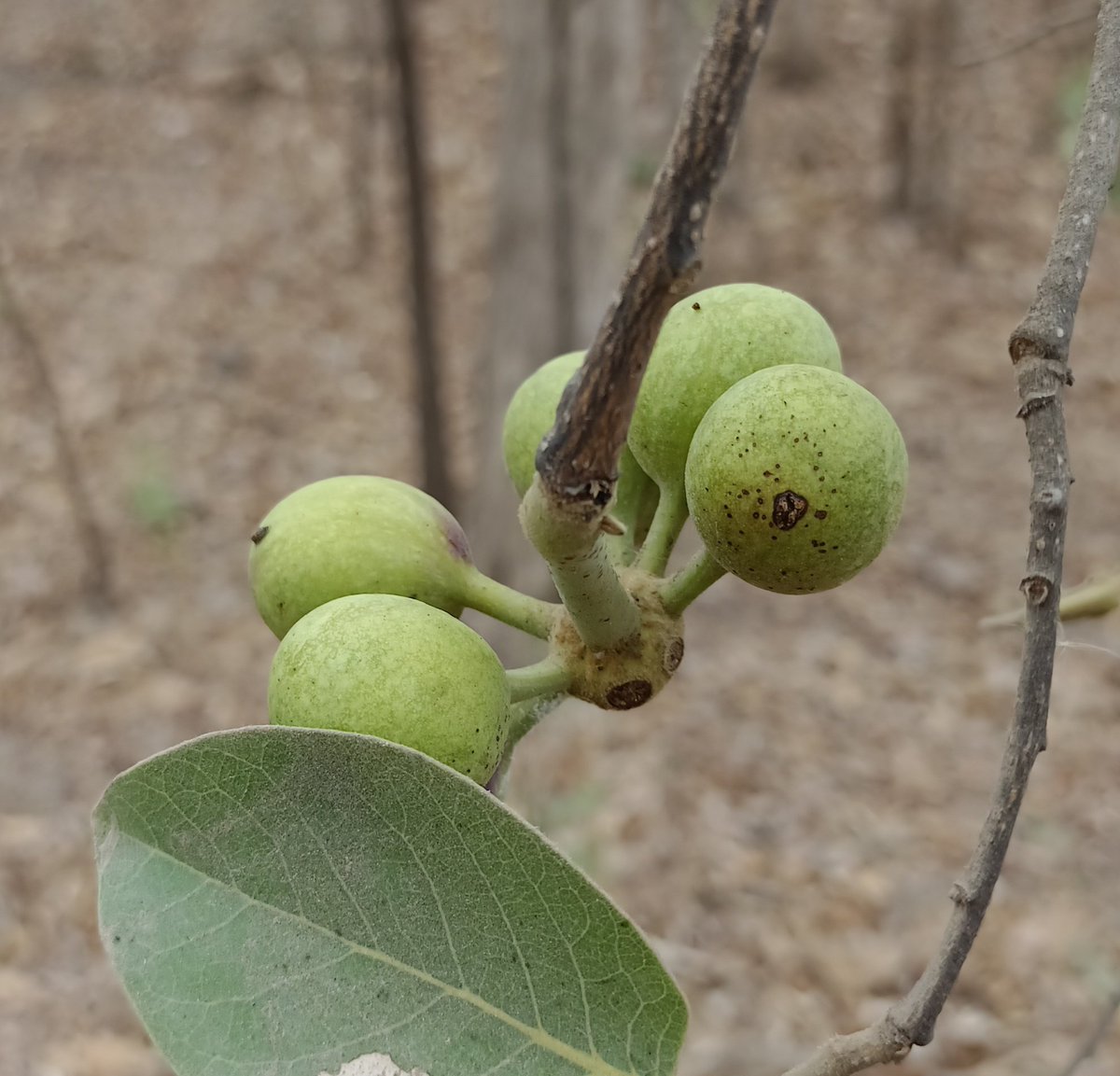 Tomentose miliusa