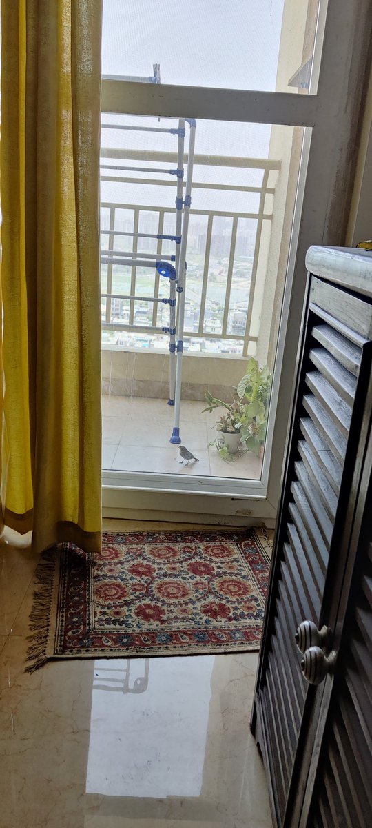 SubuhiP's tweet photo. We have a surprise visitor today...living in a concrete jungle, this is a sight to behold. #hellobirdie https://t.co/23GOemVOHm