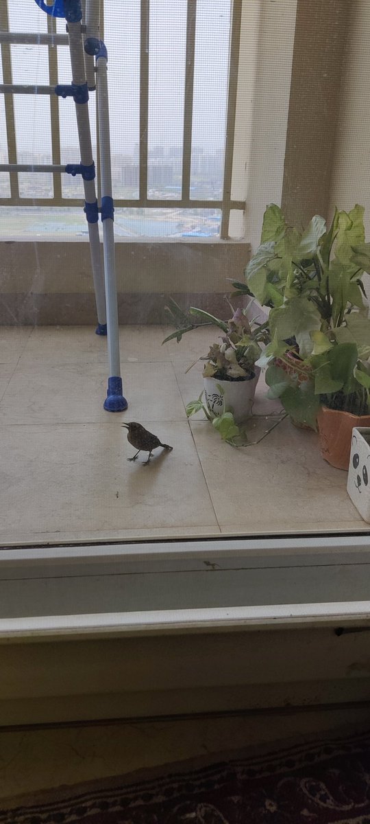 SubuhiP's tweet photo. We have a surprise visitor today...living in a concrete jungle, this is a sight to behold. #hellobirdie https://t.co/23GOemVOHm