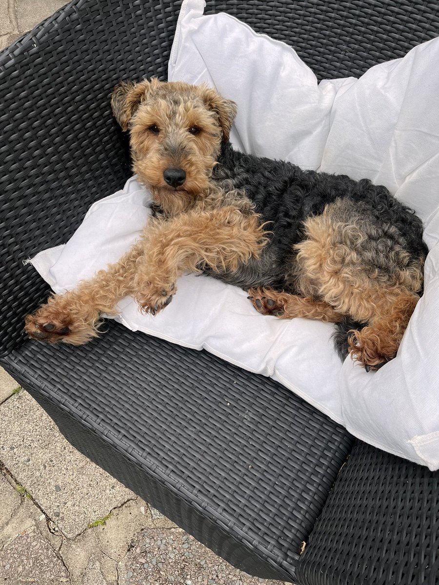 Happy Sunday morning pals.  ☀️Hoo said my bed smells,so washed the cover. I’ll just sit on the cushion whilst it’s out here to air! 🐾🐾