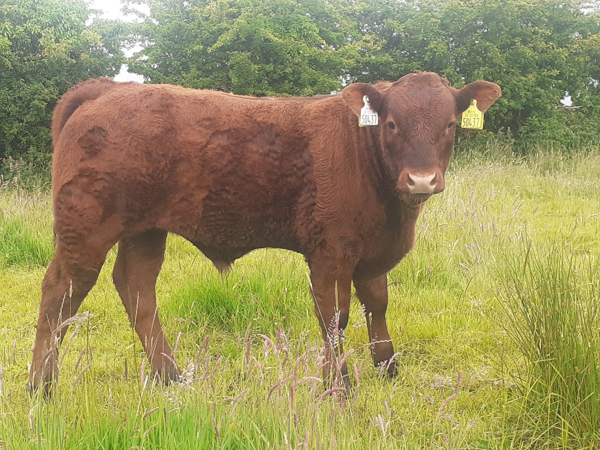 KirraneDavid's tweet image. 4mth old Montesqieu son #salers @doveagenetics