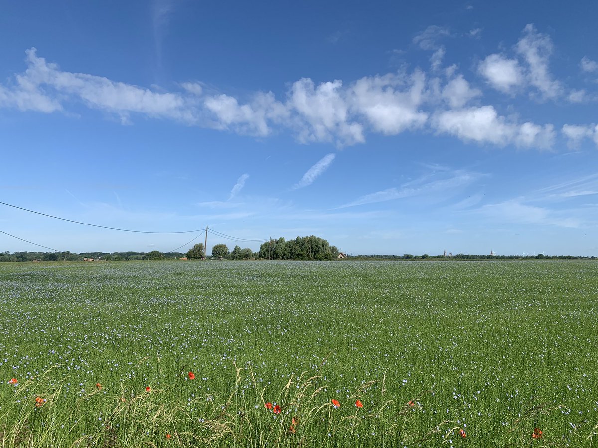 NicoClaeys's tweet photo. Mooie klaproosjes en aangenaam weer in Ieper om 10u #vrtweer https://t.co/woxcCOqnlm