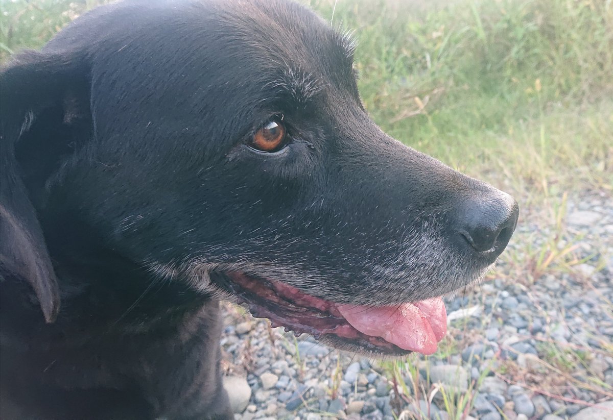 ciro54318346's tweet photo. シンバじぃちゃんも先月大好きなチムちゃんと合流して大型犬はチョコラブのシュート君だけになりました🐶みんな居なくなっちゃったね、と寂しそうなシュートじぃちゃん🐶 https://t.co/hfwkfmq6fh