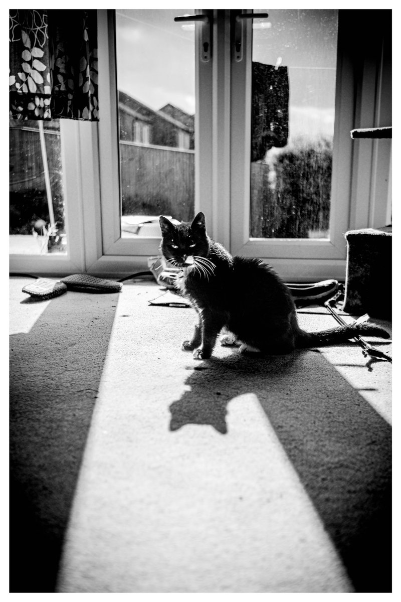 jamesbolton2222's tweet photo. Sunbathing, Felix style. He is really warm! Purring loudly! One happy hot kitty #blackcats #blackcatsofinstagram #sunbathingcats #tuxedocats #petphotography #monochromephotography https://t.co/Repu4xi0sA