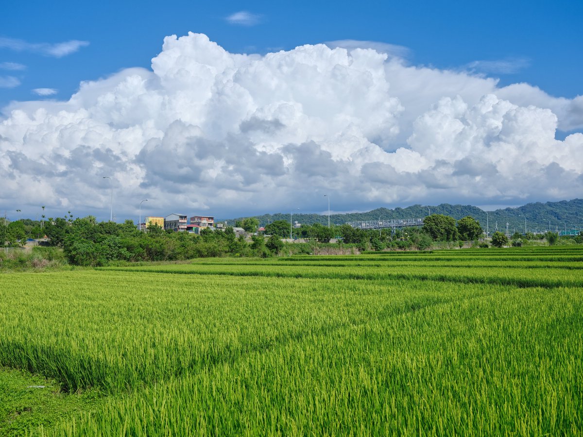 Libra7855's tweet photo. 夏日的雲與田園風景
Clouds of summer and landscape of field.
夏の雲と田園ふうけい
#Taiwan #landscape #風景 #攝影 #photography #田 #田園風景 #fujifilm #Fujifilm #GFX #50SII #GFX50SII #3570mm https://t.co/JgmIQGSCem