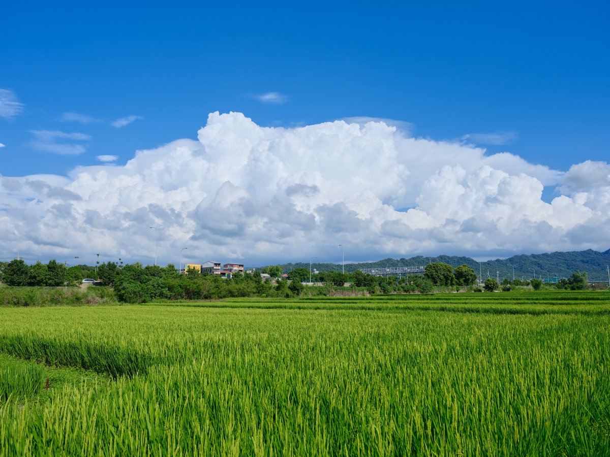 Libra7855's tweet photo. 夏日的雲與田園風景
Clouds of summer and landscape of field.
夏の雲と田園ふうけい
#Taiwan #landscape #風景 #攝影 #photography #田 #田園風景 #fujifilm #Fujifilm #GFX #50SII #GFX50SII #3570mm https://t.co/JgmIQGSCem