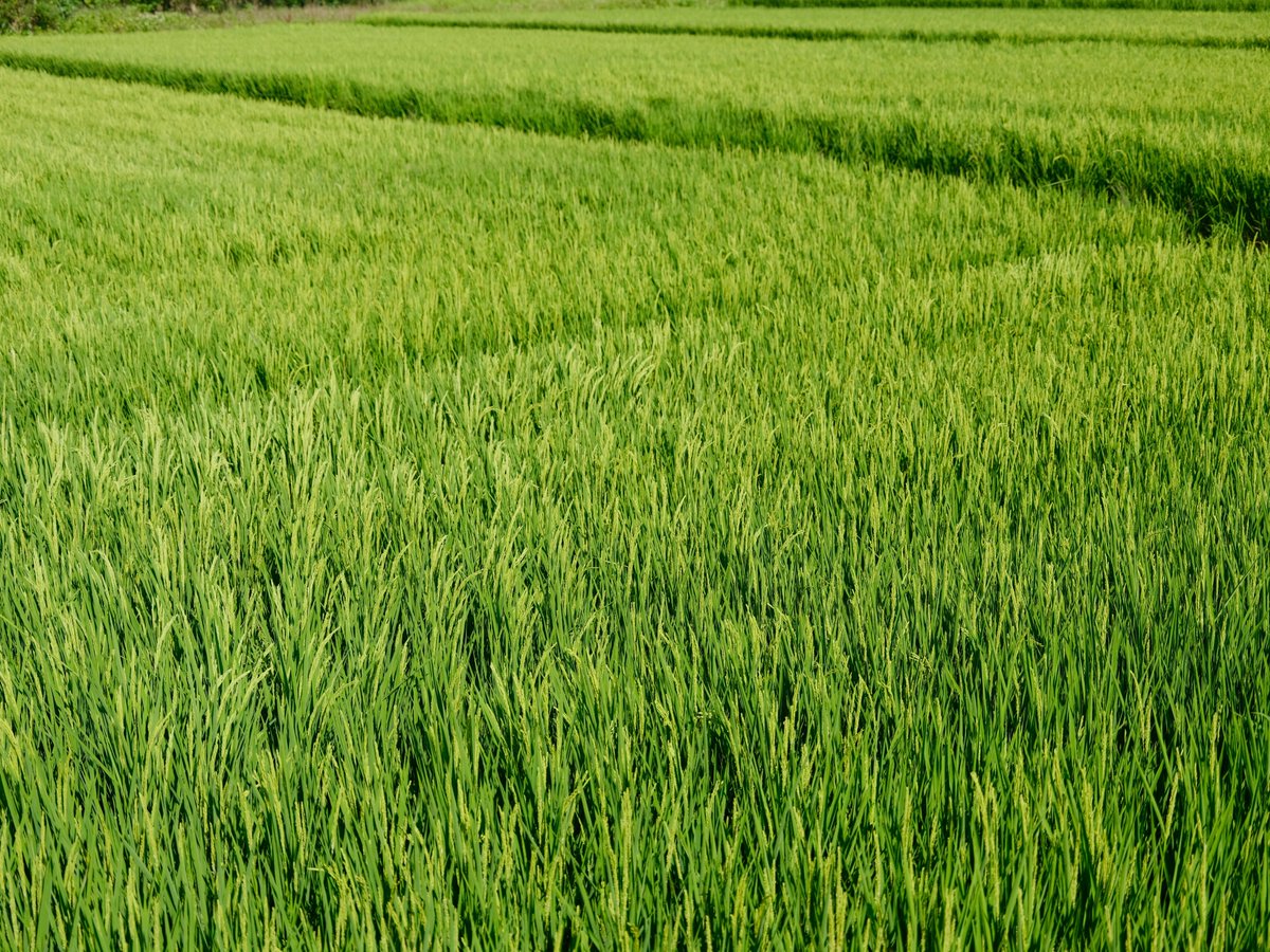 Libra7855's tweet photo. 夏日的雲與田園風景
Clouds of summer and landscape of field.
夏の雲と田園ふうけい
#Taiwan #landscape #風景 #攝影 #photography #田 #田園風景 #fujifilm #Fujifilm #GFX #50SII #GFX50SII #3570mm https://t.co/JgmIQGSCem