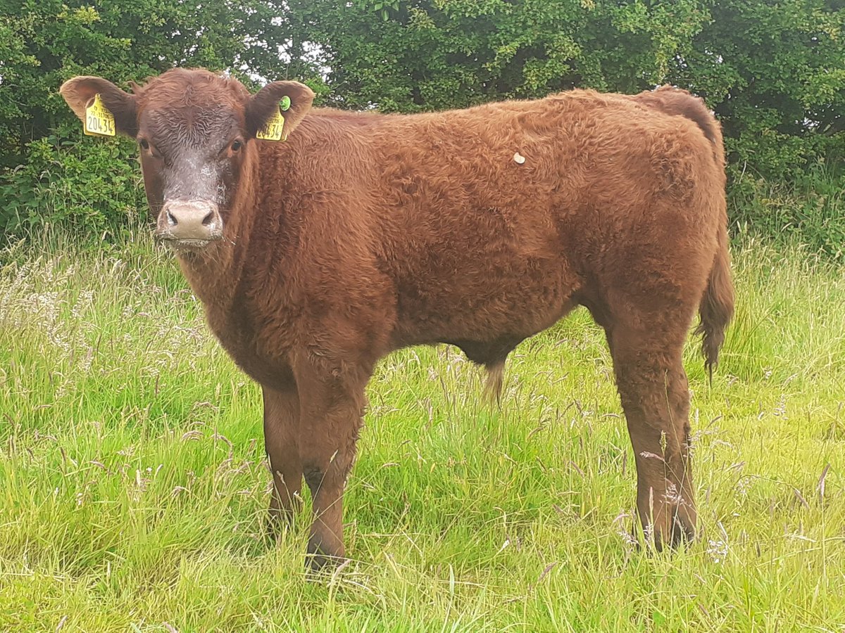 KirraneDavid's tweet image. Montesqieu putting nice shape into this 4mth old Salers bull calf #salers @doveagenetics